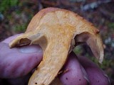 Chroogomphus tomentosus image