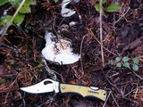 Russula cascadensis image