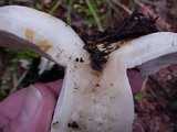 Russula cascadensis image