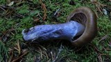 Cortinarius vanduzerensis image