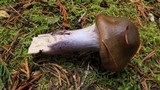 Cortinarius vanduzerensis image