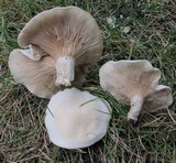 Clitopilus prunulus image