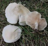 Clitopilus prunulus image