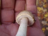 Amanita porphyria image