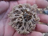 Clavulina cinerea image