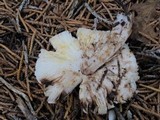 Leucoagaricus brunnescens image