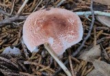 Lepiota subincarnata image
