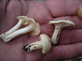 Hygrophorus chrysodon image