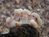 Merulius tremellosus image