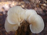 Pleurocybella porrigens image