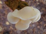 Pleurocybella porrigens image