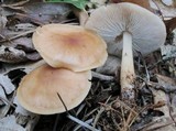 Rhodocollybia butyracea image