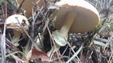Amanita persicina image