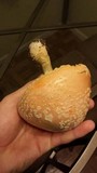 Amanita persicina image