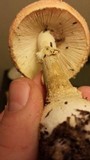 Amanita persicina image