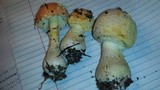 Amanita persicina image