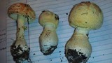 Amanita persicina image