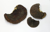 Daedaleopsis tricolor image