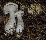 Leucopaxillus albissimus image