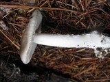 Amanita pachycolea image