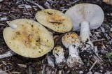 Amanita muscaria var. formosa image