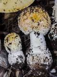 Amanita muscaria var. formosa image