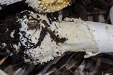 Amanita muscaria var. formosa image