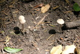 Psathyrella prona image