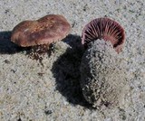 Laccaria trullisata image