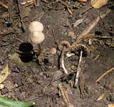 Psathyrella prona image