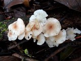 Ripartitella brasiliensis image
