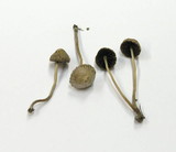 Psathyrella prona image