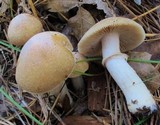 Cortinarius caperatus image