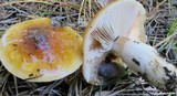 Cortinarius mucosus image