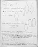 Psathyrella prona image