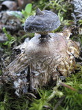 Geastrum pectinatum image