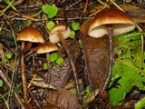 Macrocystidia cucumis image