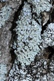 Physcia aipolia image