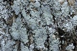 Physcia aipolia image