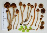 Cortinarius lanceolatus image