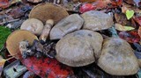 Suillus salmonicolor image