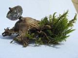 Geastrum pectinatum image
