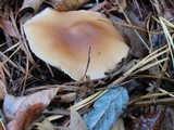 Rhodocollybia butyracea image