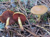 Cortinarius semisanguineus image