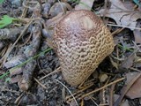 Agaricus silvaticus image