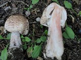 Agaricus silvaticus image