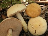 Austroboletus eburneus image