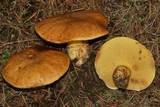 Suillus caerulescens image
