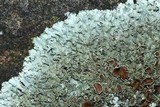 Xanthoparmelia plittii image