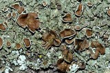 Xanthoparmelia plittii image